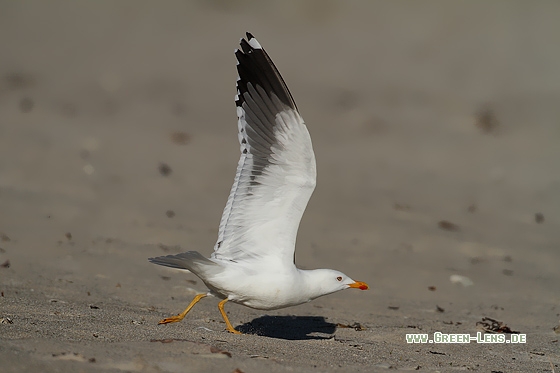 Heringsmöwe - Copyright Stefan Pfützke