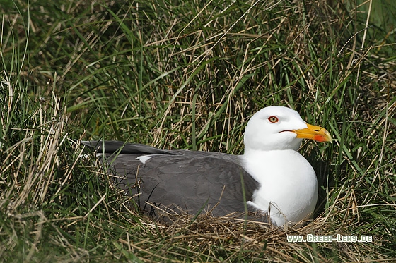 Heringsmöwe - Copyright Stefan Pfützke