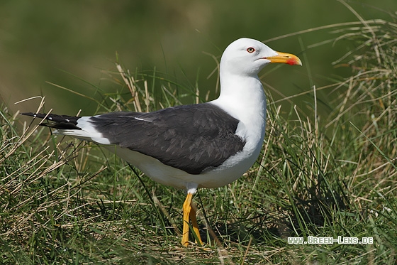 Heringsmöwe - Copyright Stefan Pfützke