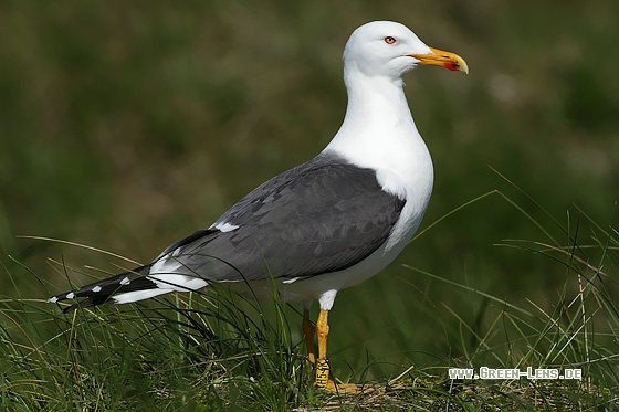 Heringsmöwe - Copyright Stefan Pfützke