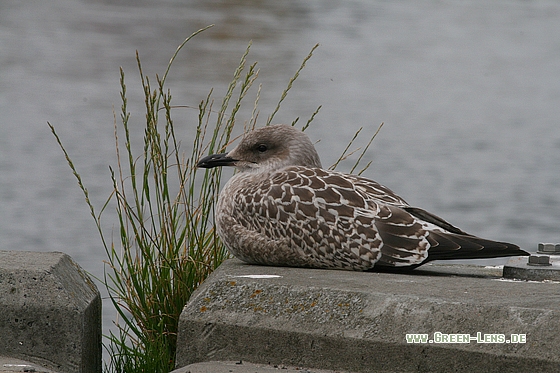 Heringsmöwe - Copyright Stefan Pfützke