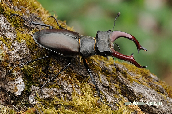 Hirschkäfer - Copyright Christian Gelpke
