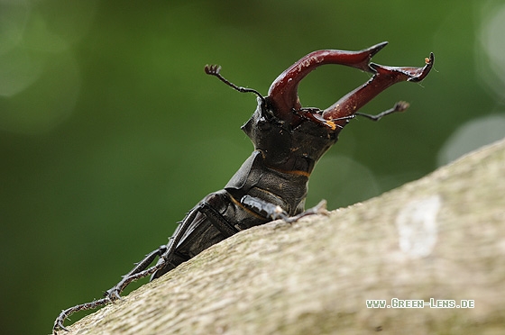 Hirschkäfer - Copyright Christian Gelpke