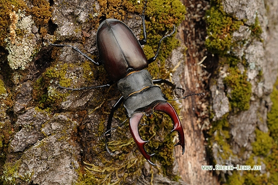 Hirschkäfer - Copyright Christian Gelpke