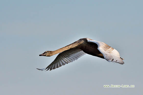 Höckerschwan - Copyright 