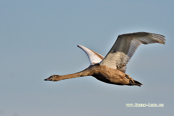Höckerschwan - Copyright 