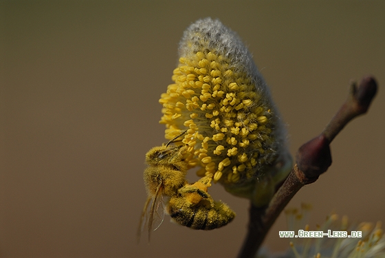 Honigbiene - Copyright Christian Gelpke