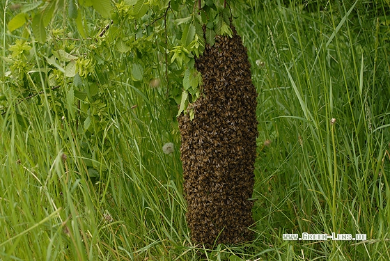 Honigbiene - Copyright Christian Gelpke