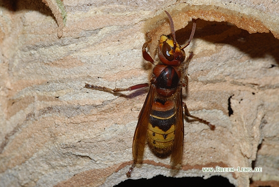 Hornisse - Copyright Christian Gelpke