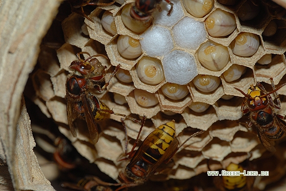 Hornisse - Copyright Christian Gelpke