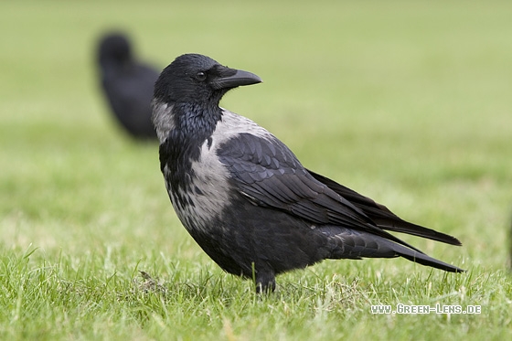 Rabenkrähe x Nebelkrähe - Copyright Mathias Putze