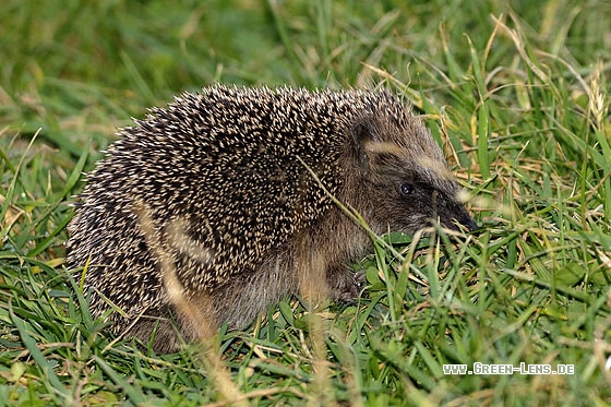 Igel - Copyright Stefan Pfützke