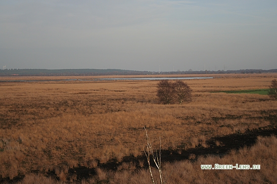 Moorrenaturierung - Copyright Stefan Pfützke