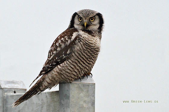 Sperbereule - Copyright Stefan Pfützke