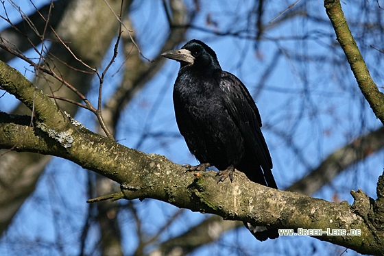 Saatkrähe - Copyright Christoph Moning
