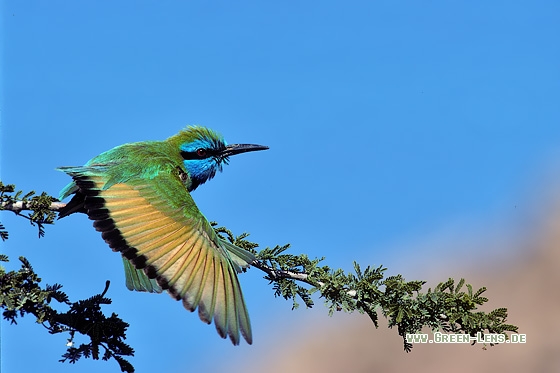 Smaragdspint - Copyright Stefan Pfützke