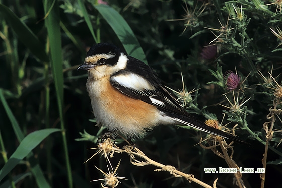 Maskenwürger - Copyright Stefan Pfützke