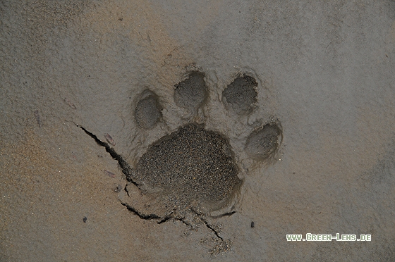 Jaguar - Copyright Christian Gelpke