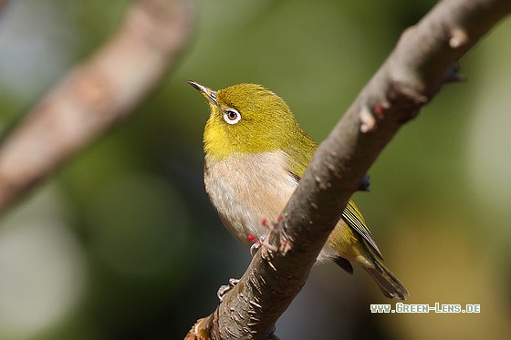 Japanbrillenvogel - Copyright Stefan Pfützke