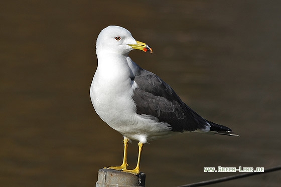 Japanmöwe - Copyright Stefan Pfützke