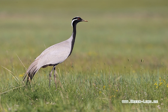 Jungfernkranich - Copyright Mathias Putze