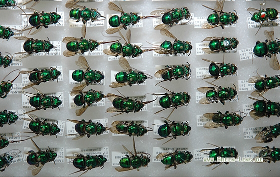 Insektensammlung - Copyright Christian Gelpke