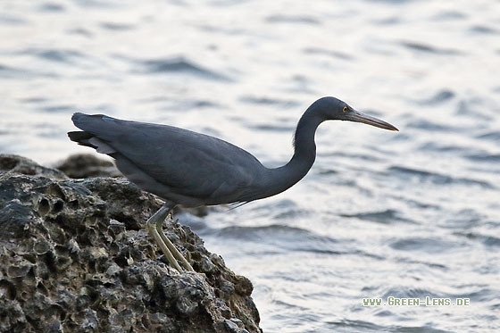 Küstenreiher - Copyright Stefan Pfützke