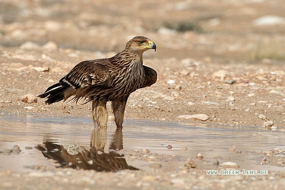Kaiseradler - Copyright Stefan Pfützke