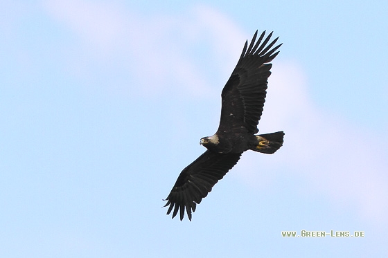 Kaiseradler - Copyright Stefan Pfützke