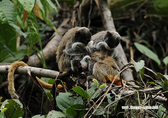 Kaiserschnurrbarttamarin - Copyright Christian Gelpke