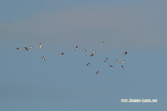 Kampfläufer - Copyright Stefan Pfützke