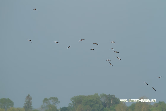 Kampfläufer - Copyright Stefan Pfützke