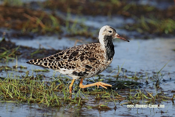 Kampfläufer - Copyright Stefan Pfützke
