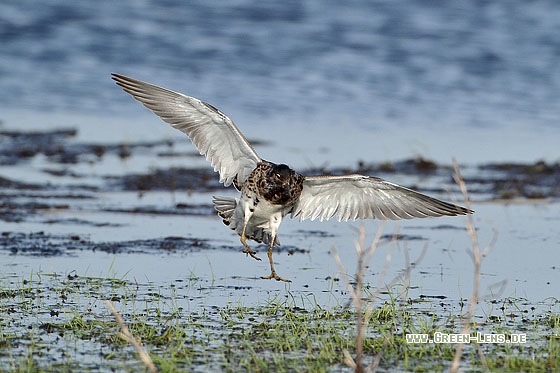 Kampfläufer - Copyright Stefan Pfützke