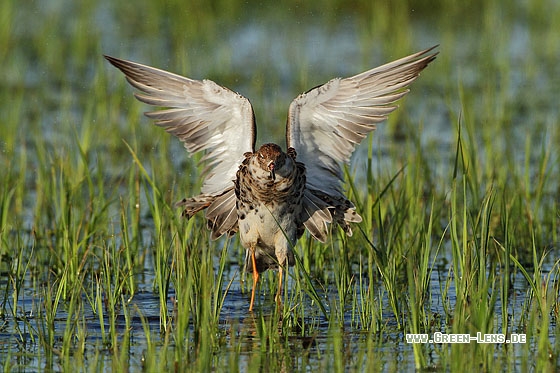 Kampfläufer - Copyright Stefan Pfützke