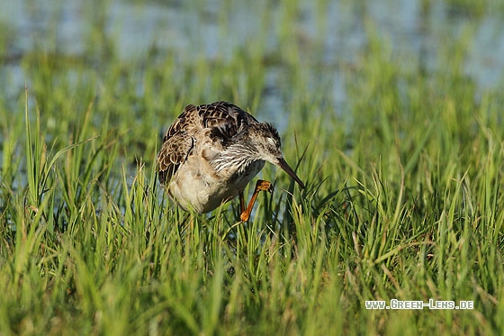 Kampfläufer - Copyright Stefan Pfützke