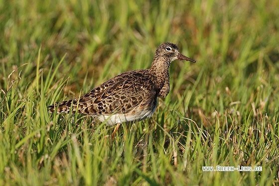 Kampfläufer - Copyright Stefan Pfützke