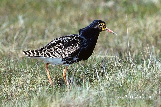 Kampfläufer - Copyright Stefan Pfützke