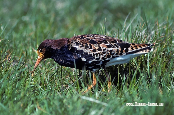 Kampfläufer - Copyright Stefan Pfützke