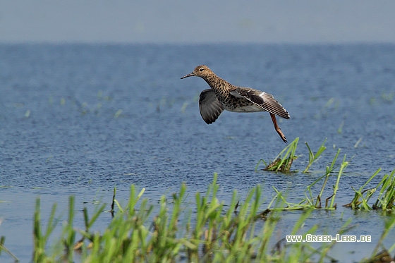 Kampfläufer - Copyright Stefan Pfützke