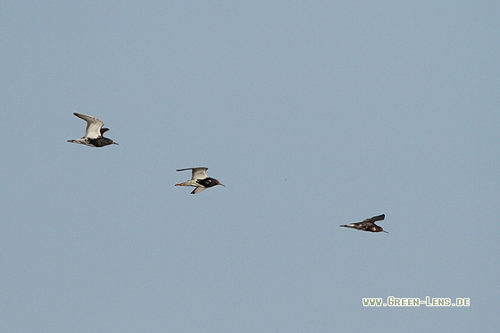 Kampfläufer - Copyright Stefan Pfützke