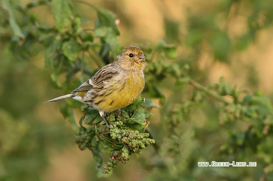 Kanarengirlitz - Copyright Stefan Pfützke