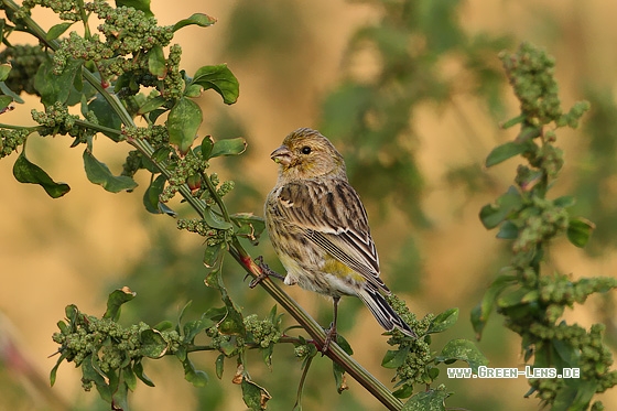 Kanarengirlitz - Copyright Stefan Pfützke