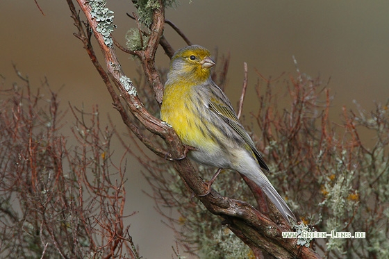 Kanarengirlitz - Copyright Stefan Pfützke