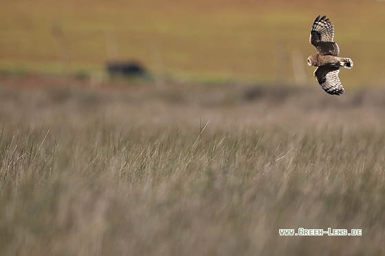 Kapohreule - Copyright Mathias Putze