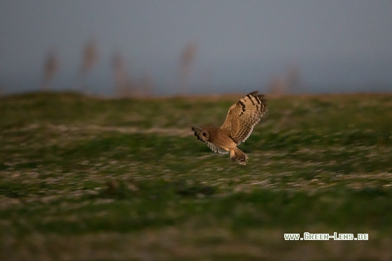 Kapohreule - Copyright Mathias Putze