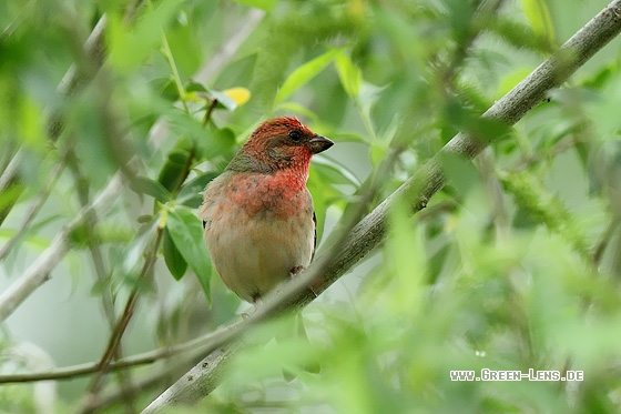 Karmingimpel - Copyright Stefan Pfützke