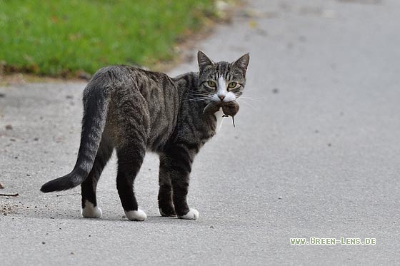 Hauskatze - Copyright Stefan Pfützke