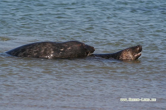 Kegelrobbe - Copyright Stefan Pfützke
