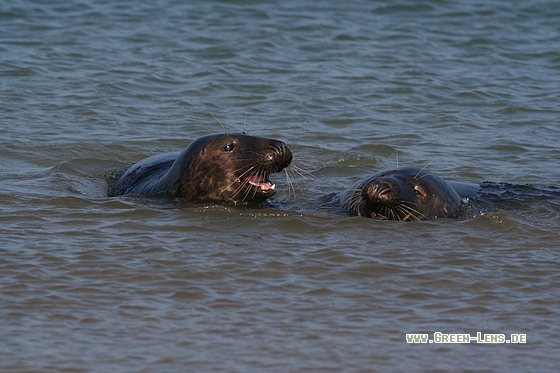 Kegelrobbe - Copyright Stefan Pfützke